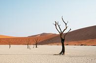 Deadvlei | Namibia, Sossusvlei by Suzanne Spijkers thumbnail