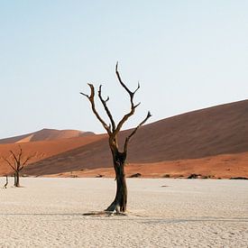 Deadvlei || Namibië, Sossusvlei van Suzanne Spijkers