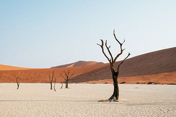 Deadvlei || Namibië, Sossusvlei