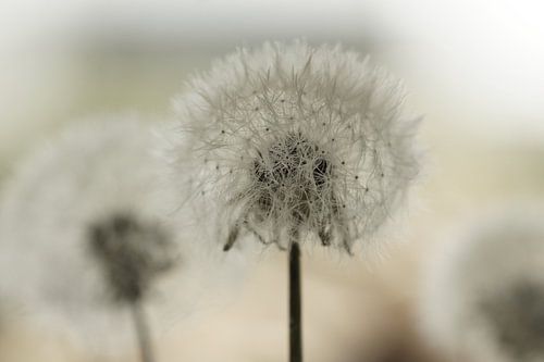 End of time by Carla Mesken-Dijkhoff