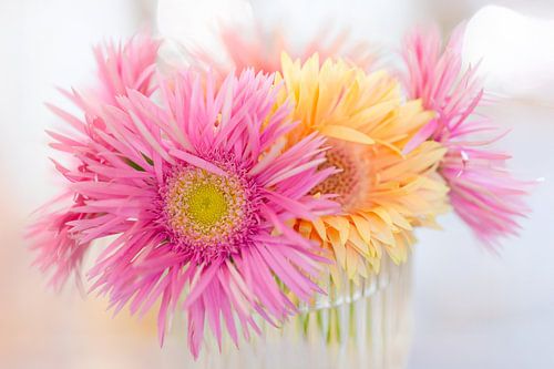 Gerberas «'» dans un petit vase