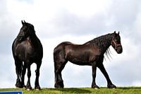 Frisians on the dyke