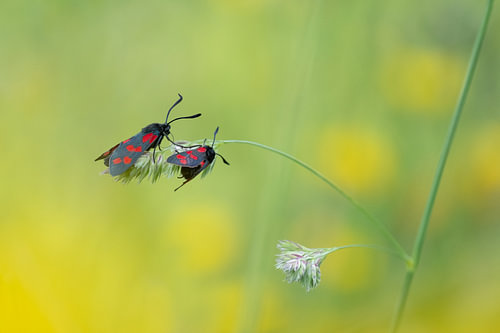 Two St John’s butterflies on a date on a blade of grass by Moetwil en van Dijk - Fotografie landschappen - natuur