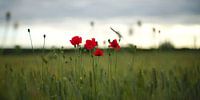 field poppy