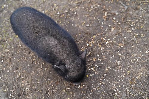 Mini biggetje bij zijn eerste uittocht op de boerderij.