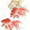 Golden Goldfish von J.O. Han