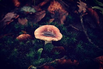 Mooie paddenstoel met regenwater van DutchRosephotography