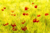 Doppelbelichtung Schönheit blühender Klatschmohn im Kornfeld im Sommer von Dieter Walther Miniaturansicht