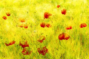 Doppelbelichtung Schönheit blühender Klatschmohn im Kornfeld im Sommer