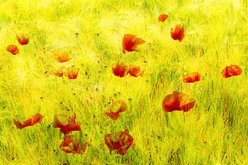 Double exposure beauty blooming corn poppy in cornfield in summer by Dieter Walther