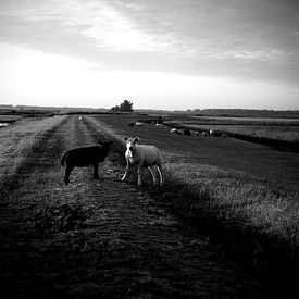 Sheep by Michel Koenes