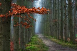 Rot, Grün & Blau von Lars van de Goor