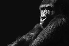 Gorilla by Tanya Gorree