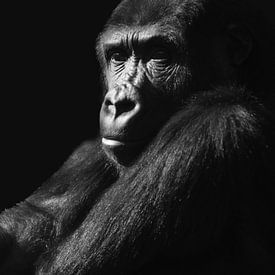 Gorilla von Tanya Gorree