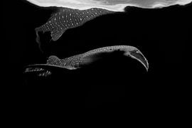 abstract whale shark by Michelle Vanmaele