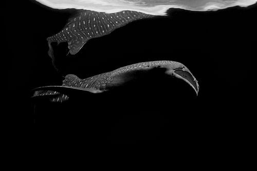 abstract whale shark