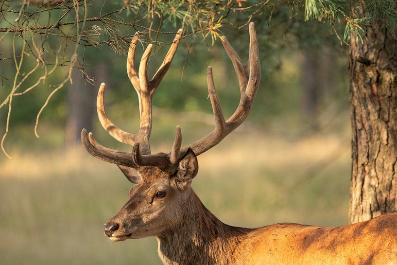 Cerf commun III par André Dorst