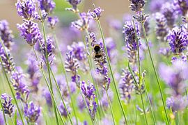 Busy bee by Tessel Sander