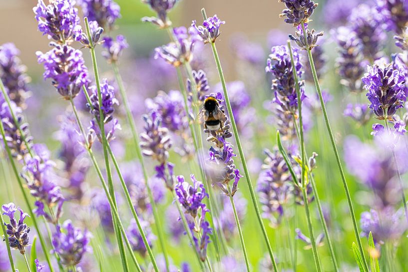Busy bee by Tessel Sander