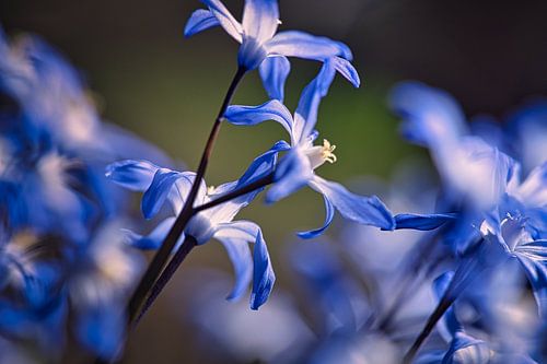 blauwe bloesems van de bluestar. Vroege bloeier