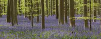 Hallerbos