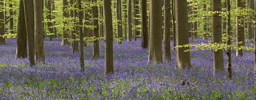 Hallerbos van Arnold van der Borden