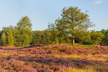 Zonsopkomst Dwingelderveld (Drenthe) van Marcel Kerdijk