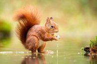 Eichhörnchen im Wasser von Erik Veltink Miniaturansicht