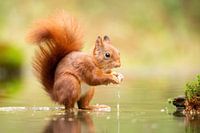 Squirrel in the water