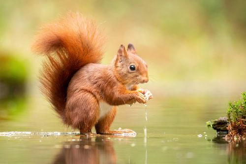 Eekhoorn in het water