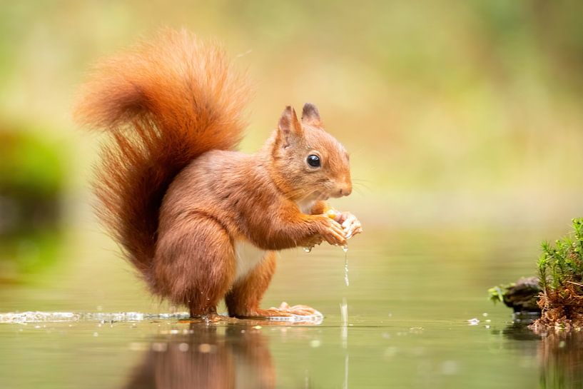 Eichhörnchen im Wasser von Erik Veltink