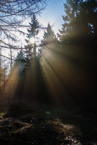 Mysterieus Bos van Bert van Wijk