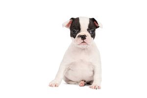 Studioporträt eines französischen Bulldoggen-Welpen in Schwarz-Weiß vor weißem Hintergrund sitzend