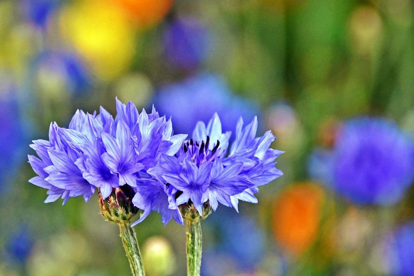 blauwe korenbloemen in het veld van Werner Lehmann