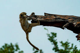 Playful Young Baboon Clinging to a Tree Branch by Johannes Jongsma