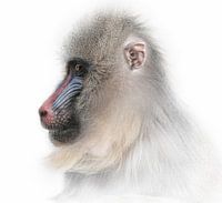 Mandril lady