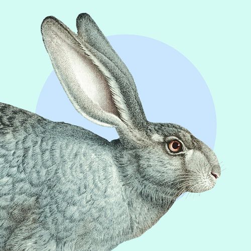 Hare sur Marja van den Hurk