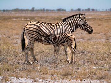 Zèbre de montagne de Hartmann et son petit sur Willemijn Wolthaus