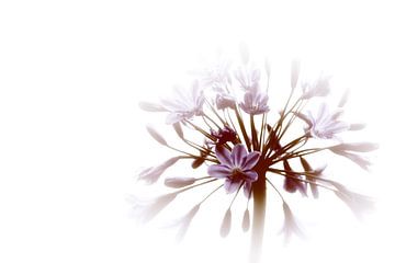 Agapanthus 2