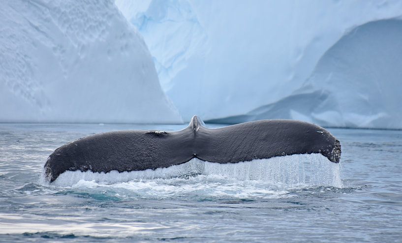"Buckelwal" "Grönland" von Wiltrud Schwantz