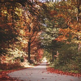 Autumn Forest by Isa V