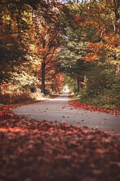 Herbst Wald von Isa V