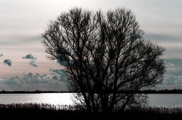 Baum am Wasser von Lynlabiephotography