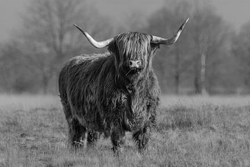 Schotse Hooglander van Marieke Deinum