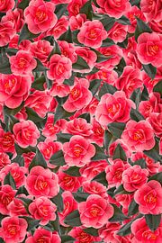 Romance au camélia sur Klaartje Majoor