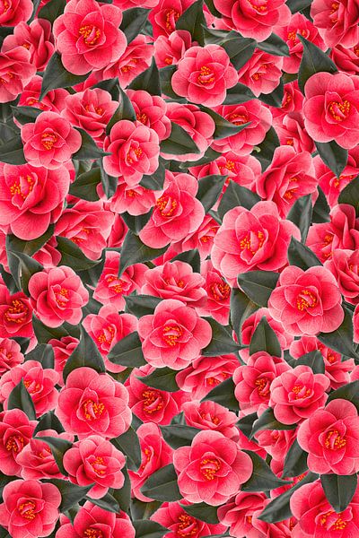 Camellia romance van Klaartje Majoor
