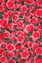 Camellia romance van Klaartje Majoor thumbnail