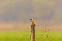 Groene specht rustend op een paal in mistig landschap