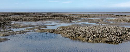 Oesterbank op de Engelsmanplaat in de Nederlandse Waddenzee. 