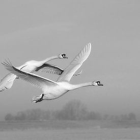 Swans fly by. by Johan Kalthof